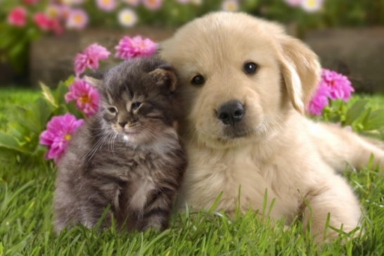 Gerente Facil PET -  Sistema para pet shop